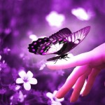 butterfly578